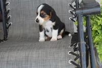 Grace, a female Bernese Mountain Dog and Beagle for sale in Kalona, IA – 1 of 9