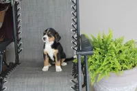 Greta, a female Bernese Mountain Dog and Beagle for sale in Kalona, IA – 2 of 8