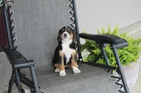 Greta, a female Bernese Mountain Dog and Beagle for sale in Kalona, IA – 7 of 8