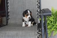 Grace, a female Bernese Mountain Dog and Beagle for sale in Kalona, IA – 8 of 9