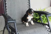 Omer, a male Bernese Mountain Dog and Beagle for sale in Kalona, IA – 8 of 8