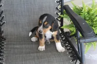 Rex, a male Bernese Mountain Dog and Beagle for sale in Kalona, IA – 4 of 10