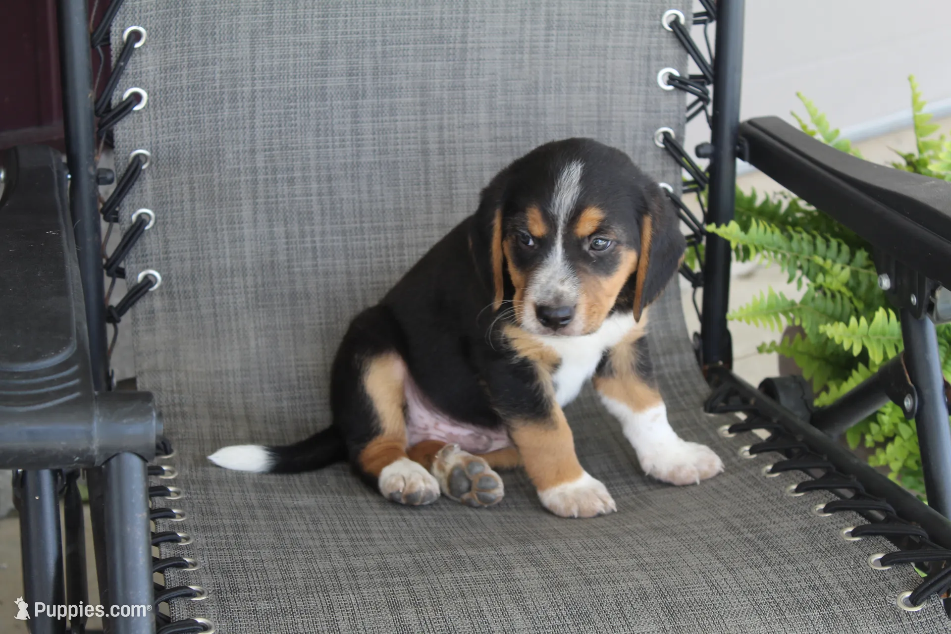 Rex – Bernese Mountain Dog and Beagle Puppy for Sale | Puppies.com