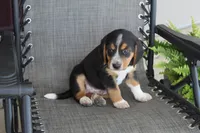 Rex, a male Bernese Mountain Dog and Beagle for sale in Kalona, IA – 3 of 10