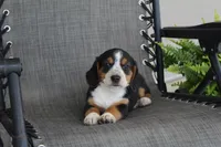 Peony, a female Bernese Mountain Dog and Beagle for sale in Kalona, IA – 1 of 10