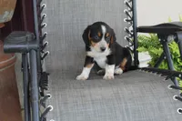 Omer, a male Bernese Mountain Dog and Beagle for sale in Kalona, IA – 2 of 8