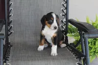 Yeslin, a female Bernese Mountain Dog and Beagle for sale in Kalona, IA – 3 of 8