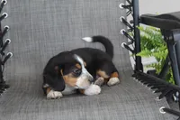 Peony, a female Bernese Mountain Dog and Beagle for sale in Kalona, IA – 2 of 10