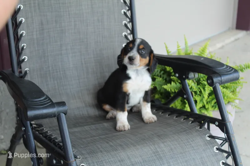 Omer – Bernese Mountain Dog, Beagle puppy for sale in Kalona, IA