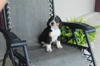 Omer, a male Bernese Mountain Dog and Beagle for sale in Kalona, IA – 1 of 8