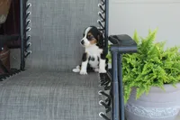 Grace, a female Bernese Mountain Dog and Beagle for sale in Kalona, IA – 3 of 9