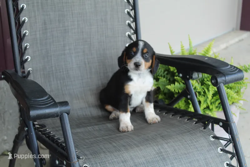 Omer – Bernese Mountain Dog, Beagle puppy for sale in Kalona, IA