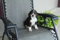 Omer, a male Bernese Mountain Dog and Beagle for sale in Kalona, IA – 6 of 8