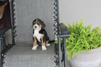 Greta, a female Bernese Mountain Dog and Beagle for sale in Kalona, IA – 8 of 8