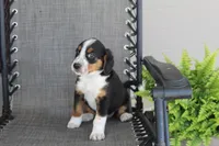 Yeslin, a female Bernese Mountain Dog and Beagle for sale in Kalona, IA – 6 of 8