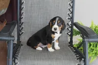 Branson, a male Bernese Mountain Dog and Beagle for sale in Kalona, IA – 3 of 10