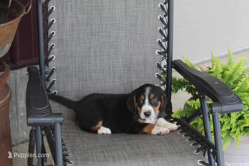Branson – Bernese Mountain Dog, Beagle puppy for sale in Kalona, IA