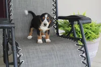 Peony, a female Bernese Mountain Dog and Beagle for sale in Kalona, IA – 10 of 10