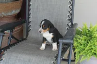 Omer, a male Bernese Mountain Dog and Beagle for sale in Kalona, IA – 7 of 8