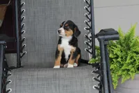 Greta, a female Bernese Mountain Dog and Beagle for sale in Kalona, IA – 3 of 8
