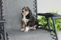 Rex, a male Bernese Mountain Dog and Beagle for sale in Kalona, IA – 8 of 10
