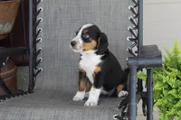 Yeslin, a female Bernese Mountain Dog and Beagle for sale in Kalona, IA – 5 of 8