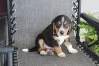 Rex, a male Bernese Mountain Dog and Beagle for sale in Kalona, IA – 5 of 10