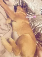 Nina, a female German Shepherd Dog and Boxer for sale in Spartanburg, SC – 1 of 3