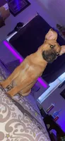 Nina, a female German Shepherd Dog and Boxer for sale in Spartanburg, SC – 2 of 3
