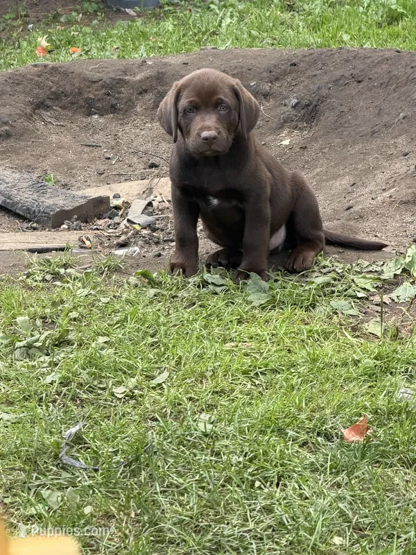 Red collar  – Labrador Retriever puppy for sale in Castorland, NY