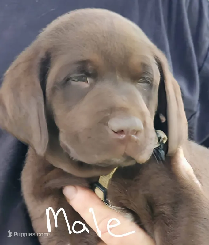 Tan collar  – Labrador Retriever puppy for sale in Castorland, NY