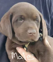 Tan collar , a male Labrador Retriever for sale in Castorland, NY – 1 of 1