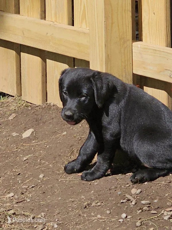 Purple color  – Labrador Retriever puppy for sale in Castorland, NY