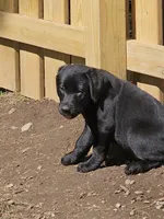 Purple color , a female Labrador Retriever for sale in Castorland, NY – 1 of 2
