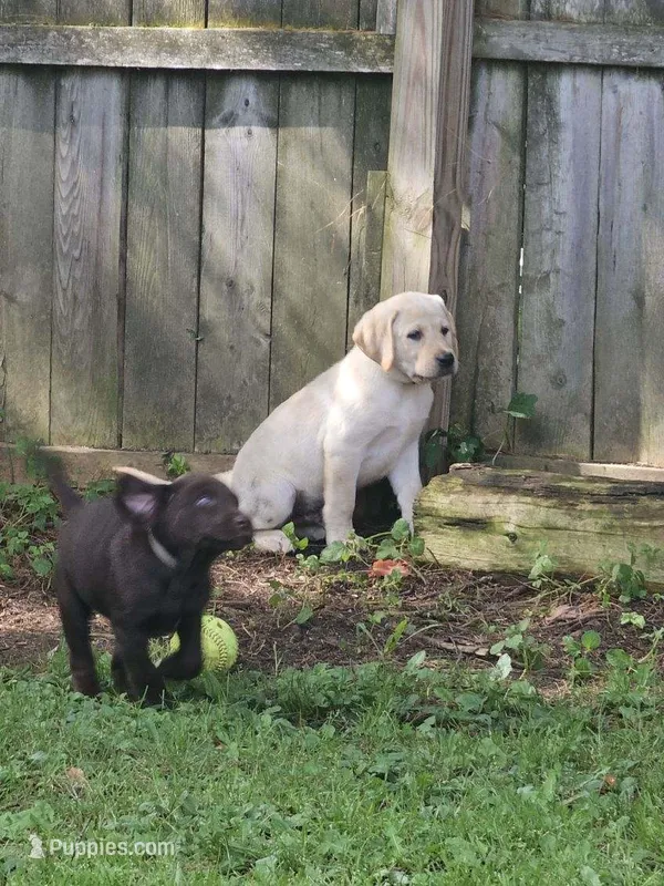 Blue collar  – Labrador Retriever puppy for sale in Castorland, NY