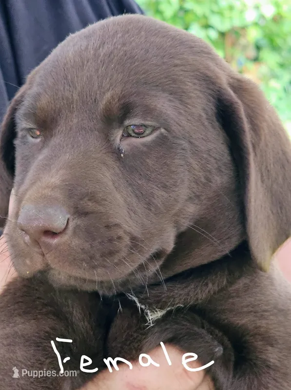 Red collar  – Labrador Retriever puppy for sale in Castorland, NY
