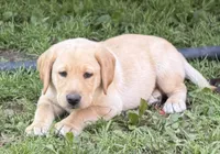 Lab puppy , a male Labrador Retriever for sale in Castorland, NY – 2 of 2