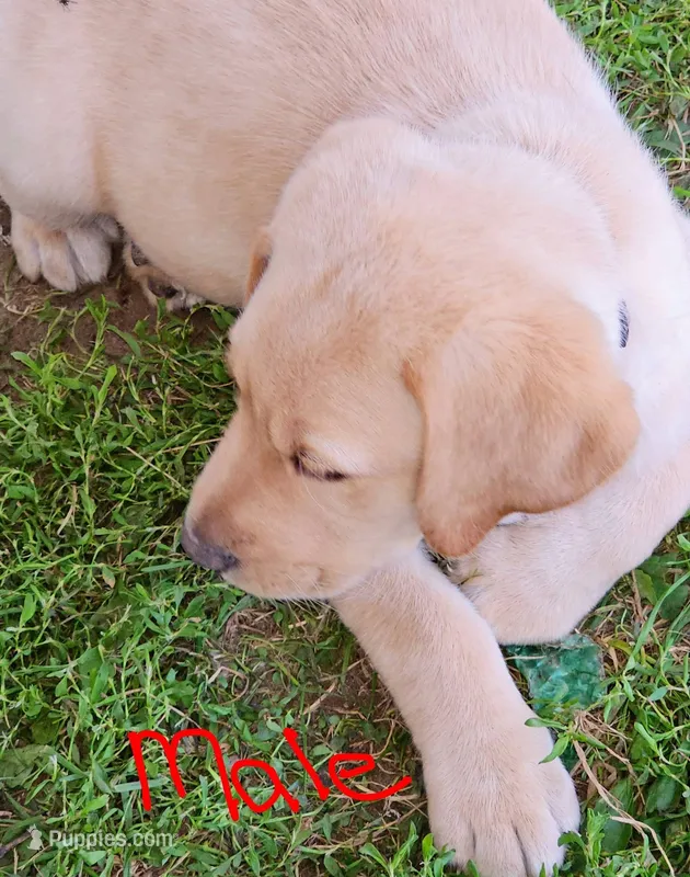 Blue collar  – Labrador Retriever puppy for sale in Castorland, NY