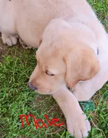 Blue collar , a male Labrador Retriever for sale in Castorland, NY – 1 of 1