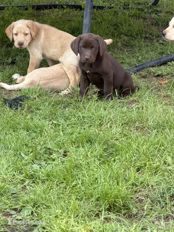 Tan collar  – Labrador Retriever puppy for sale in Castorland, NY