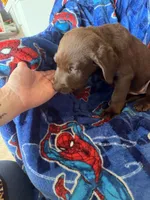 Red collar , a female Labrador Retriever for sale in Castorland, NY – 2 of 4