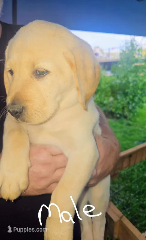 AKC puppies  – Labrador Retriever puppy for sale in Castorland, NY