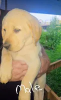 AKC puppies , a male Labrador Retriever for sale in Castorland, NY – 1 of 1