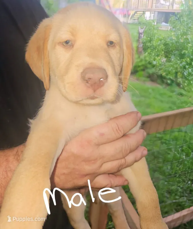 Gray collar  – Labrador Retriever puppy for sale in Castorland, NY