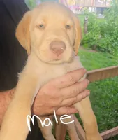 Gray collar , a male Labrador Retriever for sale in Castorland, NY – 1 of 1