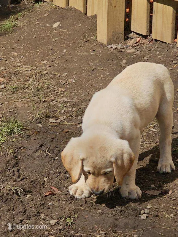 Lab puppy  – Labrador Retriever puppy for sale in Castorland, NY