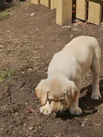 Lab puppy , a male Labrador Retriever for sale in Castorland, NY – 1 of 2