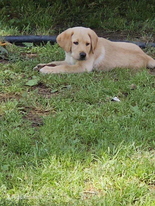 Gray collar  – Labrador Retriever puppy for sale in Castorland, NY