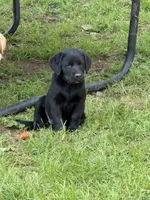 Purple color , a female Labrador Retriever for sale in Castorland, NY – 2 of 2