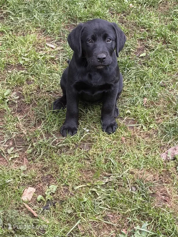 Purple collar  – Labrador Retriever puppy for sale in Castorland, NY